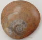 Preview: ammonite