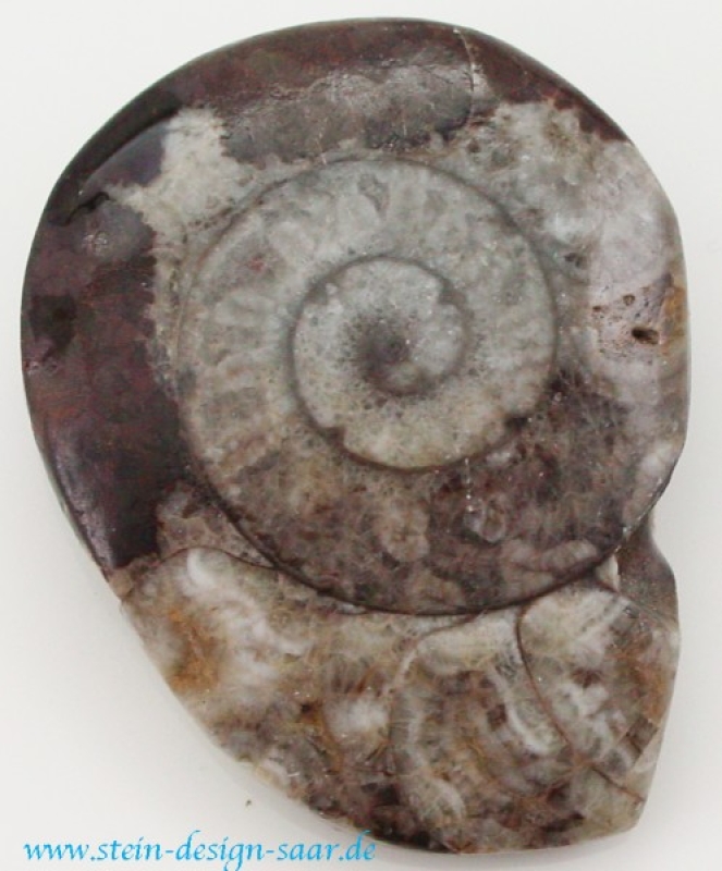 Ammonite Fossil roh
