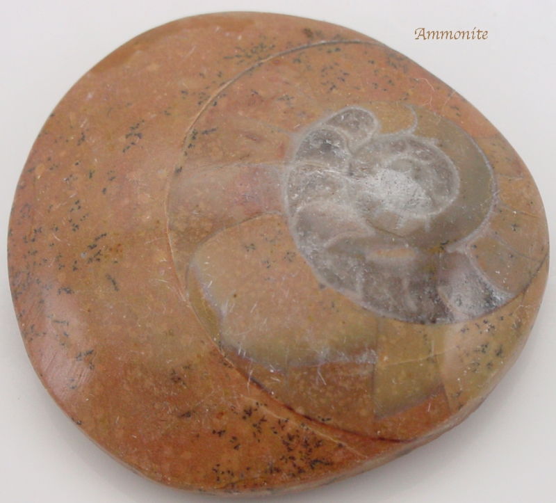 Ammonite Fossil roh