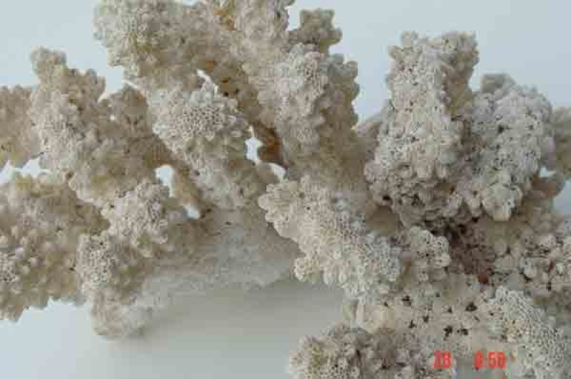 Koralle  Stufe Mineralien