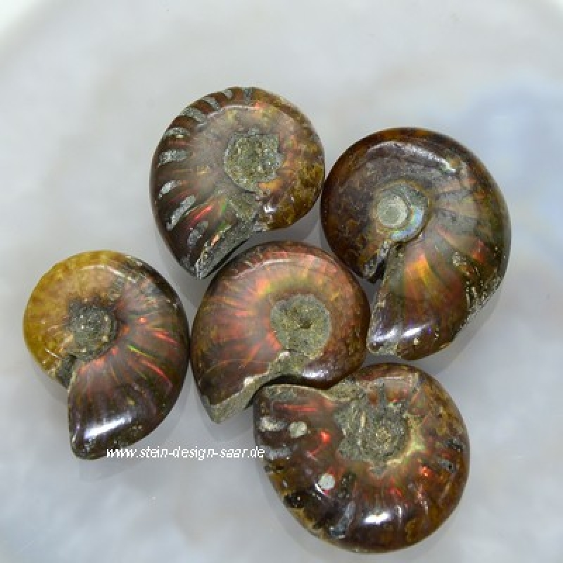 Ammonite Ammoliten Fossil roh