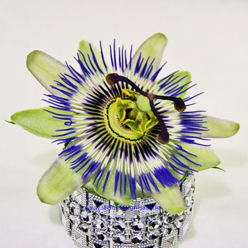 passionsblume opal engel