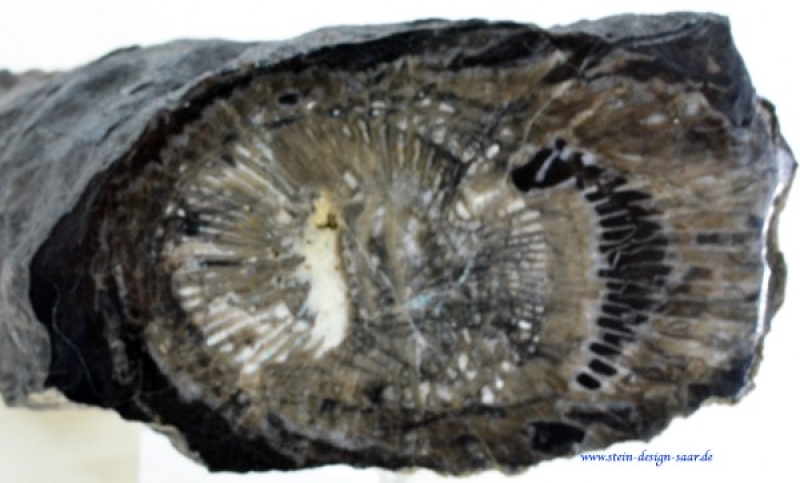 Koralle aus Island, fossile Koralle