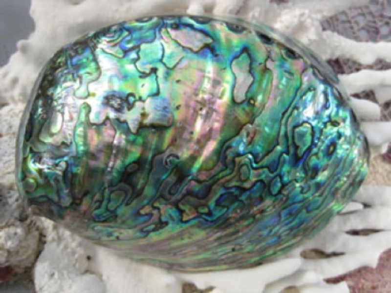 Preview: seeopal Eso-Schale